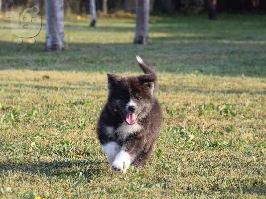 Κουτάβια Akita Inu